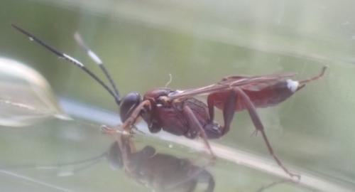 Baranisobas sp.